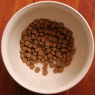 Dry dog kibble in a white bowl